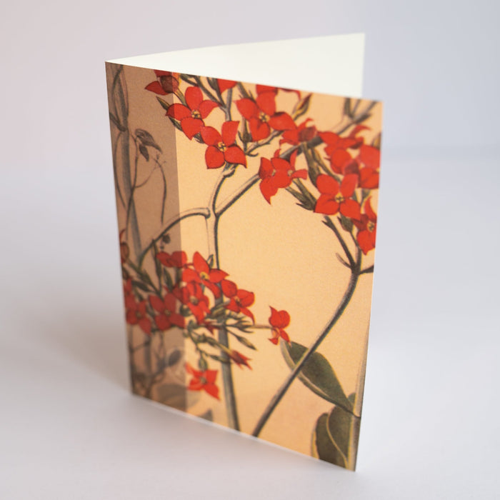 Greeting Card Set (6)