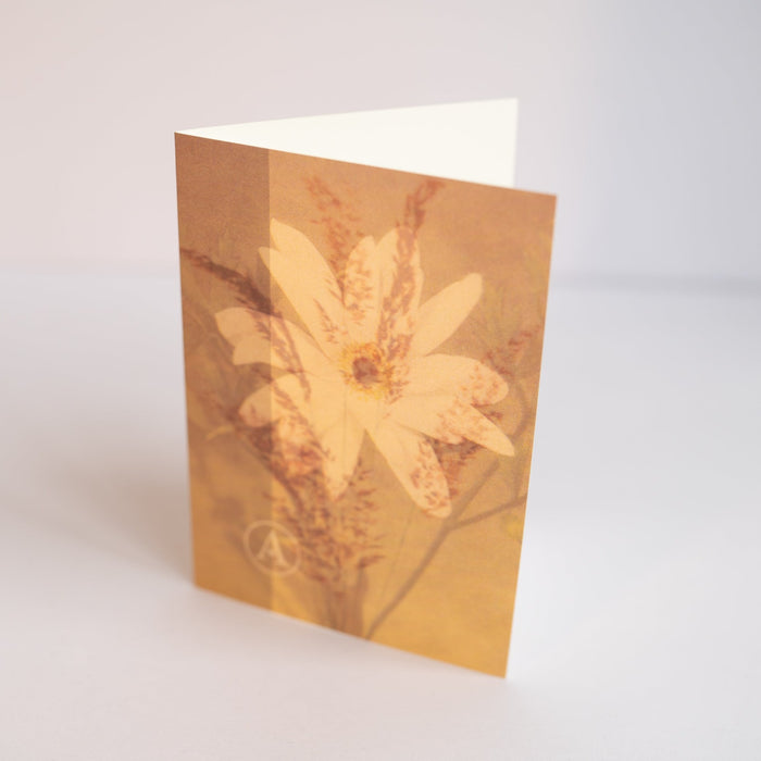 Greeting Card Set (6)